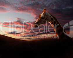 Girafffe agaisnt sky background
