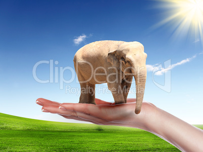 human hand holding Elephant Bull