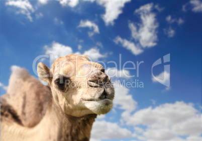 Camel head agaisnt sky background