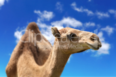 Camel head agaisnt sky background