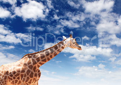 Girafffe agaisnt sky background