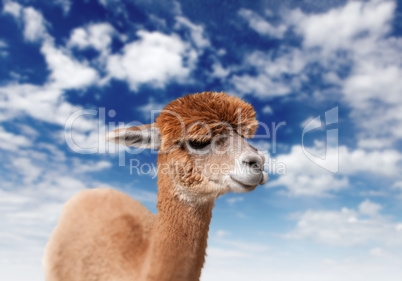 Lama head agaisnt sky background