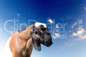 Goat head agaisnt sky background