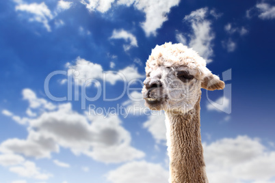 Lama head agaisnt sky background