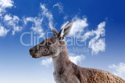Kangaroo head agaisnt sky background