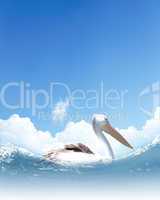 Picture of white pelican swimming