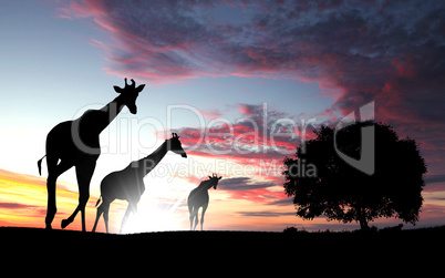 Girafffe agaisnt sky background