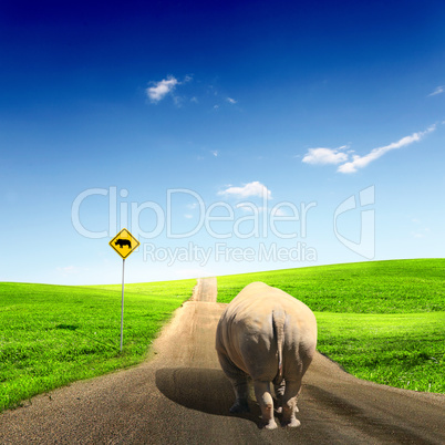 wild rhino wlaking on a road