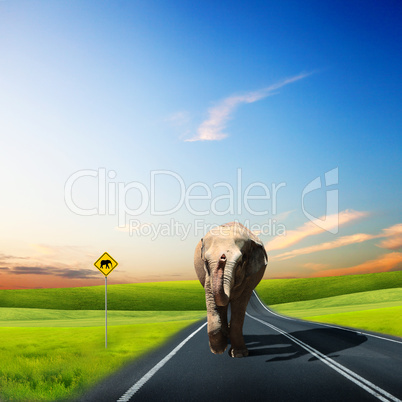 Elephant Bull in walking on a road