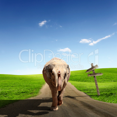 Elephant Bull in walking on a road