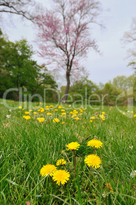 Spring flowers