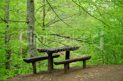 Bench in forest