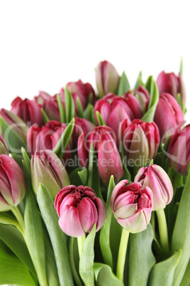 Tulips Bouquet