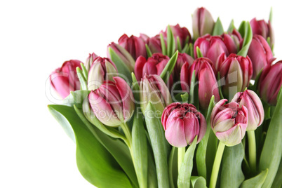 Tulips Bouquet