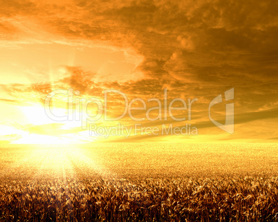 Rural landscape and shining sun