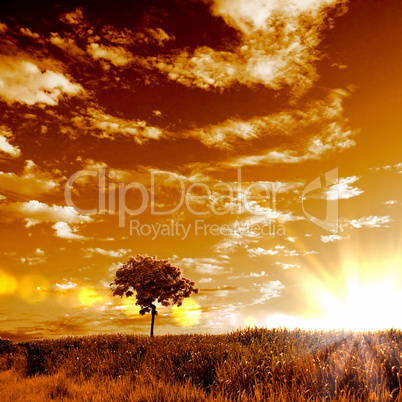 Rural landscape and shining sun