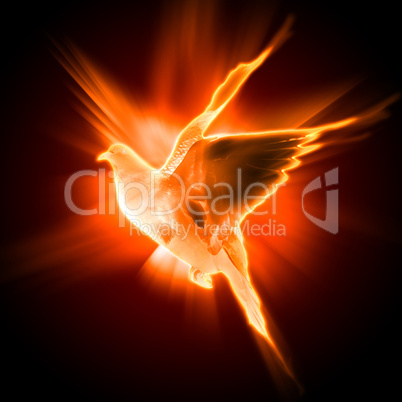 silhouette of a bird against dark background