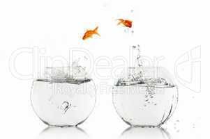 gold fish in a fishbowl