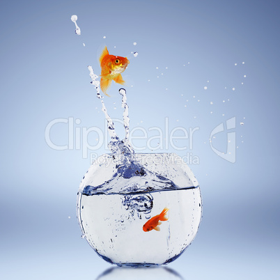 gold fish in a fishbowl