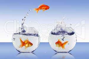 gold fish in a fishbowl