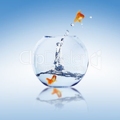 gold fish in a fishbowl