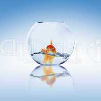 gold fish in a fishbowl