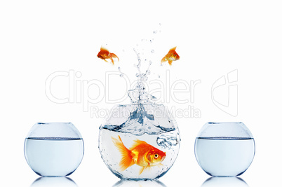 gold fish in a fishbowl