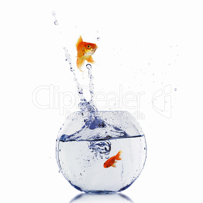 gold fish in a fishbowl