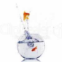 gold fish in a fishbowl