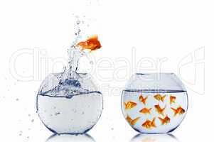 gold fish in a fishbowl