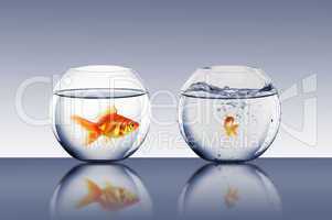 gold fish in a fishbowl