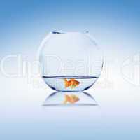 gold fish in a fishbowl