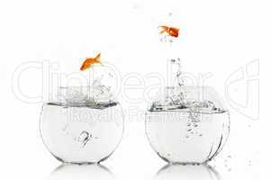 gold fish in a fishbowl