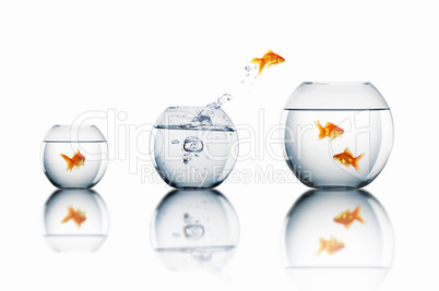 gold fish in a fishbowl