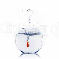 gold fish in a fishbowl