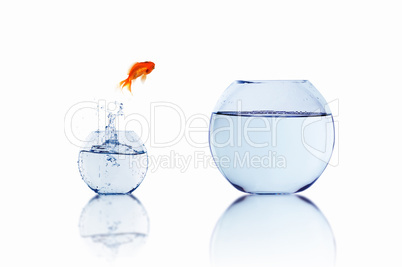 gold fish in a fishbowl