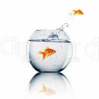 gold fish in a fishbowl