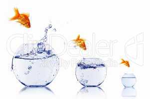 gold fish in a fishbowl