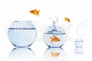 gold fish in a fishbowl