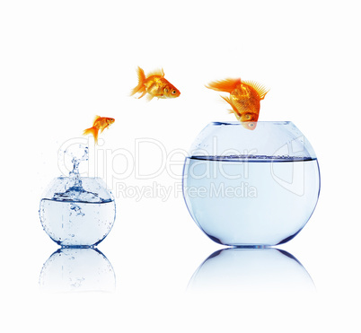 gold fish in a fishbowl