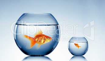 gold fish in a fishbowl