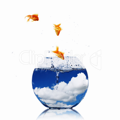 gold fish in a fishbowl