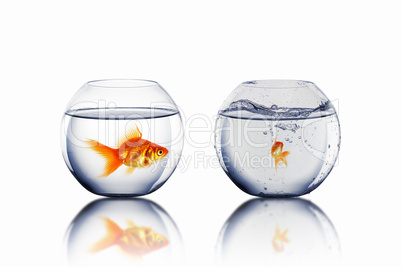 gold fish in love