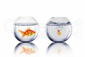 gold fish in love