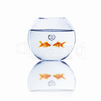 gold fish in love