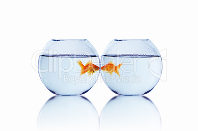 gold fish in love