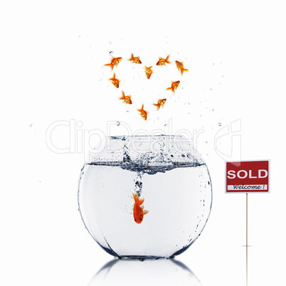gold fish in love