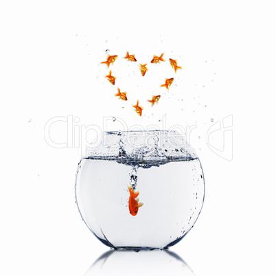gold fish in love