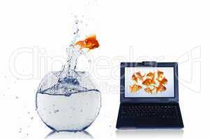 gold fish on notebook screen