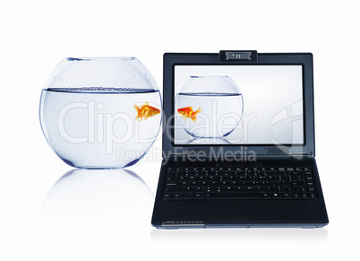 gold fish on notebook screen